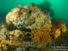 Reef
