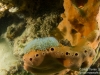 Reef closeup