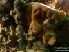 Nudibranch on a sponge