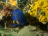 Blue devil