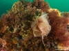 Reef closeup