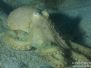 2013-03-02 Rye Pier night dive