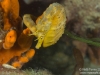 Seahorse
