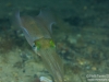Squid