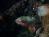 Goatfish