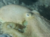 Octopus closeup