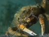 Spider crab