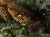 Crab closeup