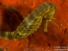 Seahorse