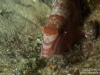 Goatfish closeup