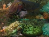 Cuttlefish comparison