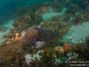 Cuttlefish