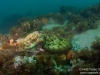 Same cuttlefish in camo