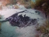 Spotted stingray