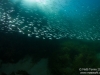Schooling fish