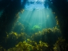 Under the pier