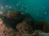 Glassfish again?