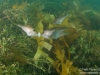 Fish feeding