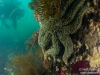 Big seastar on a pylon, Bauke in the background