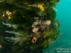 Ascidians on a pylon