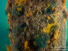 Verco's nudibranch on a pylon