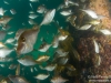 2013-03-03 Portsea Pier