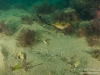 Seadragon