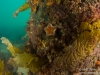 Seastar on a pylon