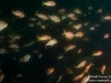 Schooling Fish