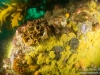 Zoanthids