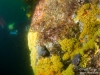 Zoanthids, luke in the background