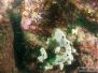 2013-03-09 Wonthaggi Reef
