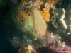 Reef and poor vis