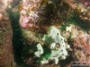 Reef and poor vis