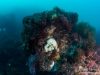 Reef