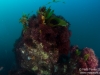Reef