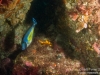 Leatherjacket