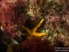 Seastar