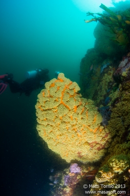 Cool zoanthids