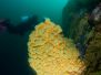 2013-03-10 Pinnacles