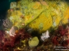 Reef closeup