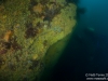 Zoanthid wall