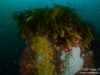 Kelp pillar