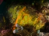 Reef closeup
