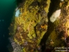 Reef closeup
