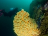 Cool zoanthids