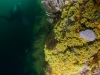 Zoanthid wall