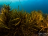Kelp