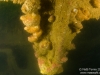 Wreck detail