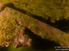 Small fish on the wreck